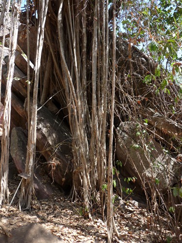 Banyan Tree